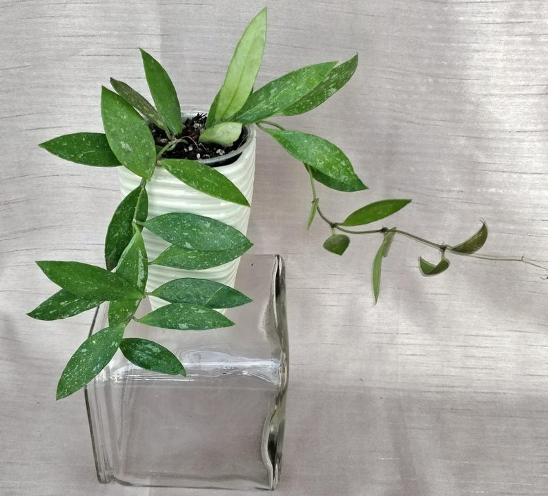 Hoya Memoria Gracilis - Image 3