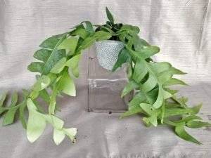 Selenicereus Chrysocardium - Fern Leaf Cactus (Large)