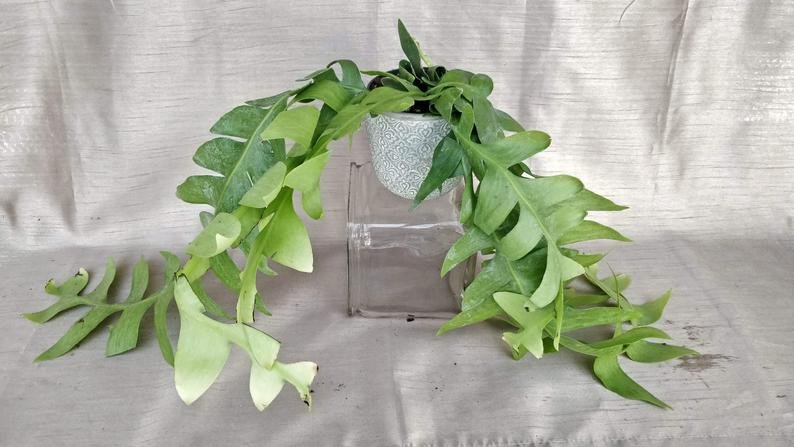 Selenicereus Chrysocardium - Fern Leaf Cactus (Large)