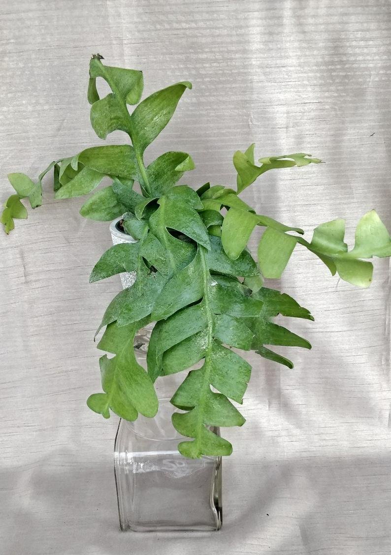 Selenicereus Chrysocardium - Fern Leaf Cactus (Large) - Image 6