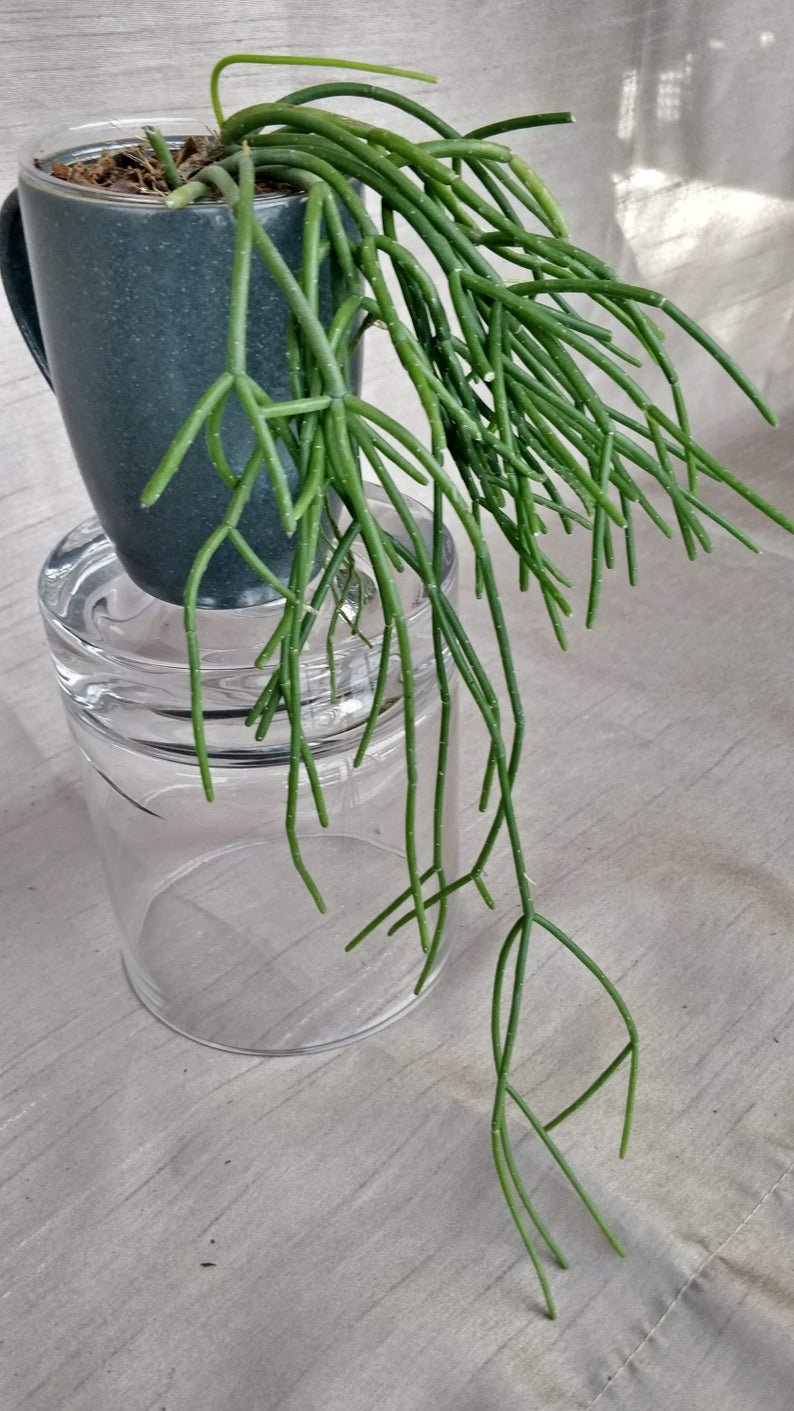 Rhipsalis Baccifera - Spaghetti Cactus - Image 4