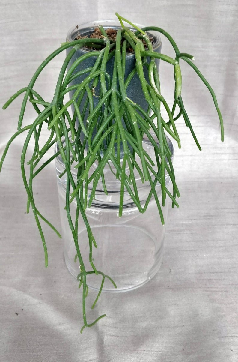 Rhipsalis Baccifera - Spaghetti Cactus - Image 3