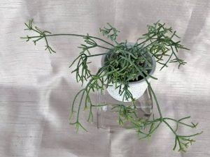 Rhipsalis Pilocarpa