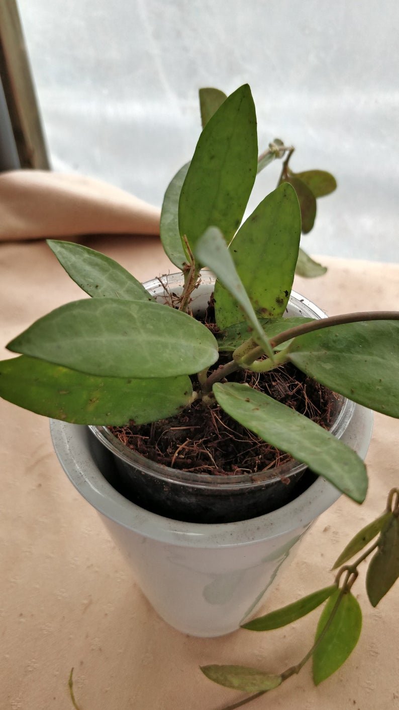 Hoya Elliptica (Extra Large) - Image 8