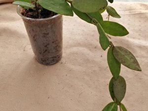 Hoya Elliptica (Extra Large)