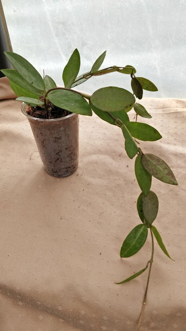Hoya Elliptica (Extra Large)