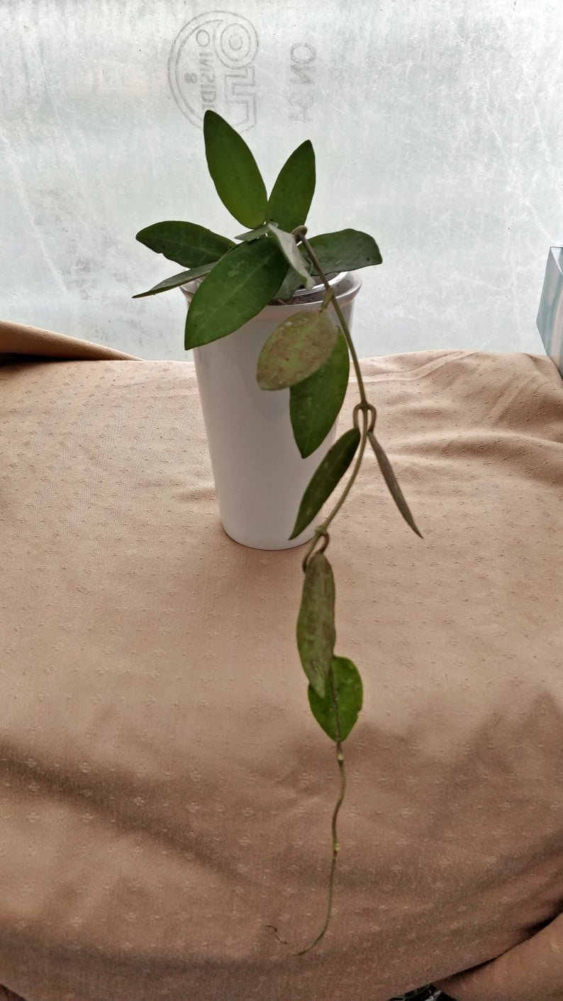 Hoya Elliptica (Extra Large) - Image 10
