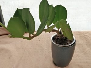 Hoya Pachyclada Red (Small)