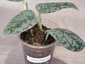 Scindapsus Pictus 'Silver Lady' (4 Leaves)