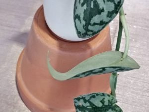 Scindapsus Pictus 'Silver Lady' (5 Leaves)