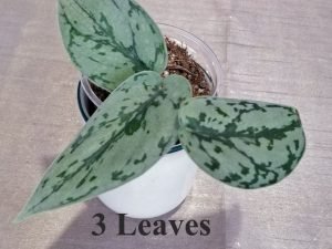 Scindapsus Pictus 'Silver Lady' (3 Leaves)